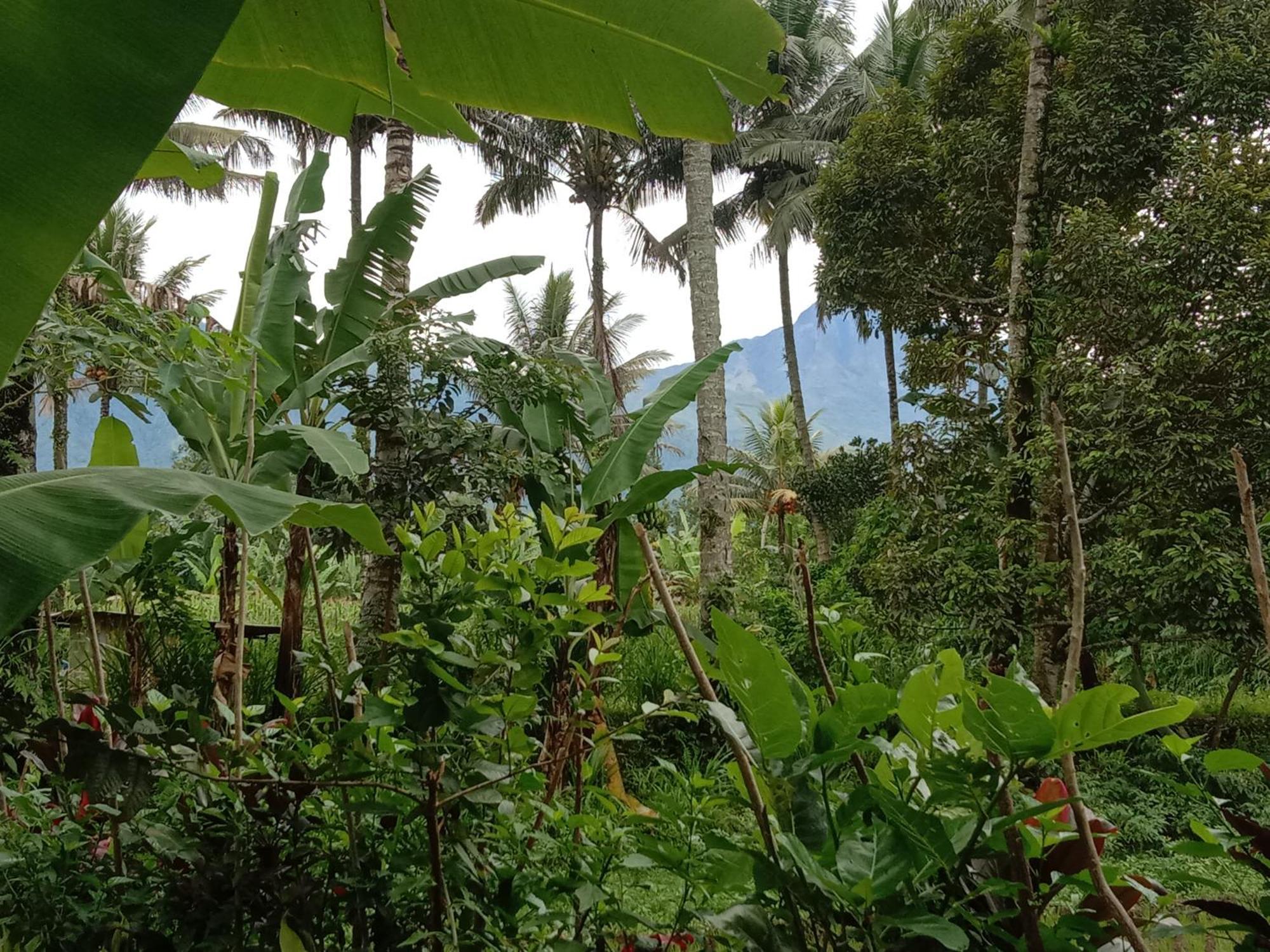 Banana Bungalows Tetebatu Zimmer foto